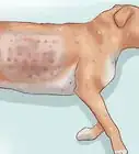 Risolvere i Problemi Cutanei del Tuo Cane
