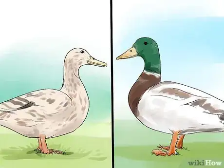 Immagine titolata Tell the Difference Between Male and Female Ducks Step 3