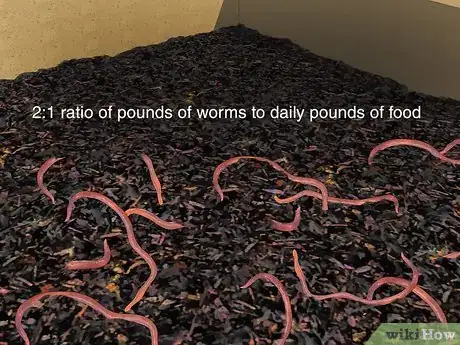 Immagine titolata Start a Worm Farm for Profit Step 5