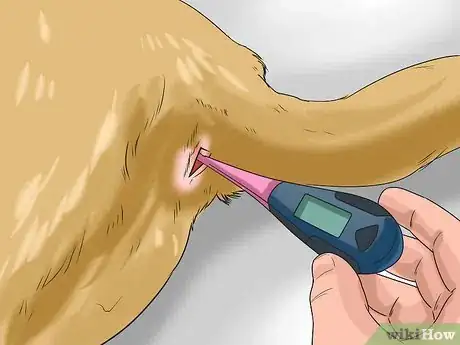 Immagine titolata Tell if Your Dog Has Parvo Step 4