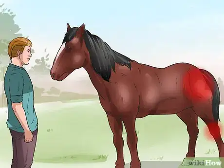 Immagine titolata Tell if Your Horse Needs Hock Injections Step 13