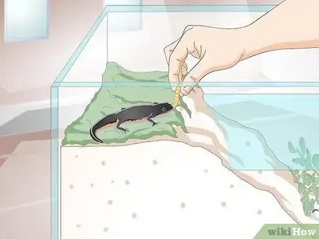 Immagine titolata Care for Salamanders Step 16