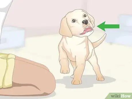Immagine titolata Treat Focal Seizures in Dogs Step 8