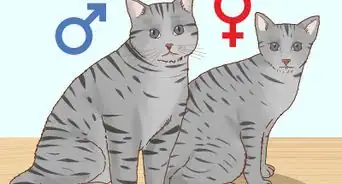 Determinare il Sesso di un Gattino