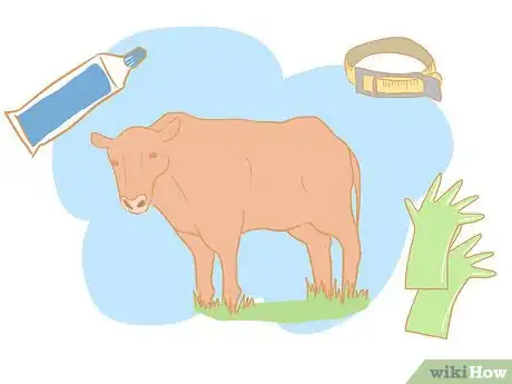 Immagine titolata Collect Semen from a Bull for a Breeding Soundness Exam Step 1