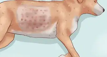 Risolvere i Problemi Cutanei del Tuo Cane