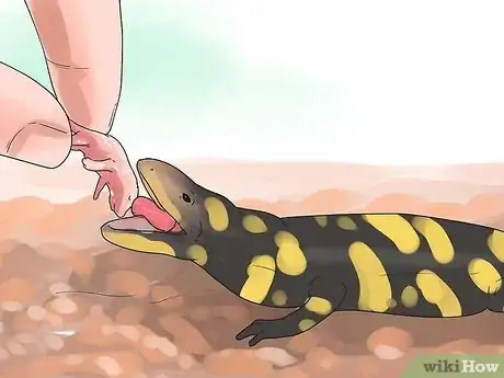 Immagine titolata Care for Salamanders Step 14