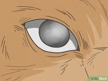 Immagine titolata Know Your Cat's Age Step 10