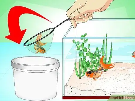 Immagine titolata Save a Dying Goldfish Step 1