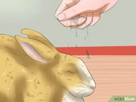 Immagine titolata Treat Heat Stroke in Rabbits Step 2