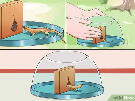 Immagine titolata Catch a Lizard Without Using Your Hands Step 15