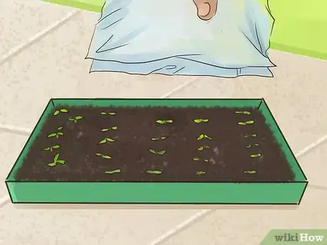 Immagine titolata Plant Angel Trumpet Seeds Step 8