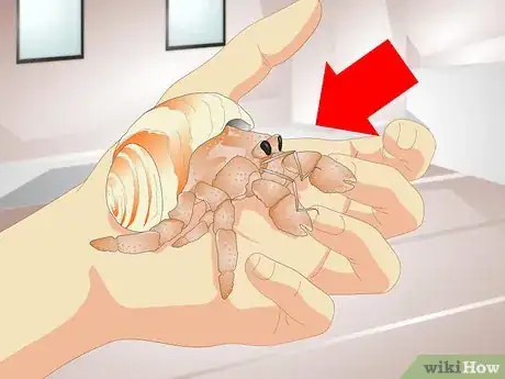 Immagine titolata Tell if a Hermit Crab is Sick Step 1