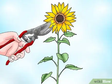 Immagine titolata Prune Sunflowers Step 8