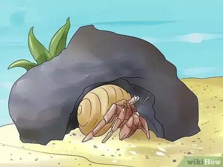 Immagine titolata Care for Hermit Crabs Step 7