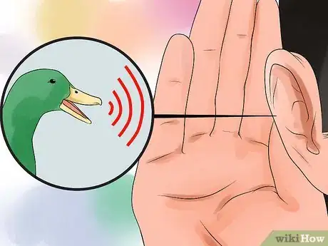 Immagine titolata Tell the Difference Between Male and Female Ducks Step 5