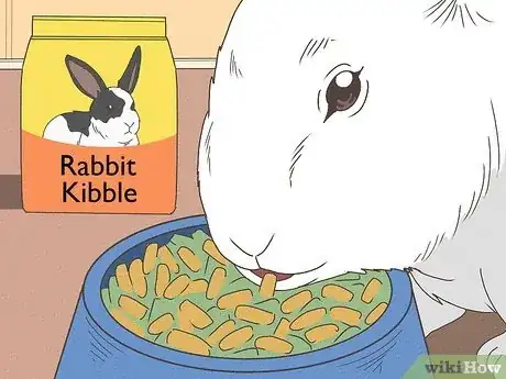 Immagine titolata Care for Rex Rabbits Step 12