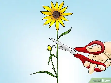 Immagine titolata Prune Sunflowers Step 4
