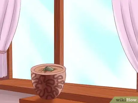 Immagine titolata Grow Avocados Step 1
