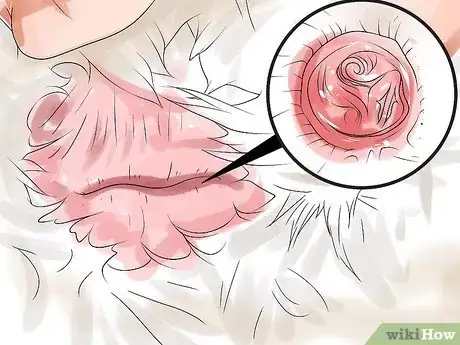 Immagine titolata Tell the Difference Between Male and Female Ducks Step 9