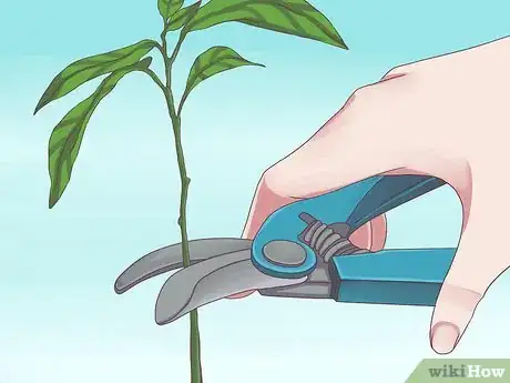 Immagine titolata Grow Avocados Step 8