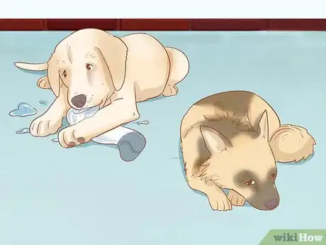 Immagine titolata Stop Destructive Behavior in Dogs Step 3