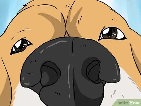 Immagine titolata Introduce Your Baby to Your Dog Step 6Bullet2