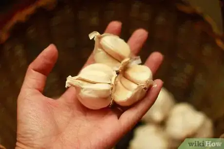 Immagine titolata Store Fresh Garlic Step 6