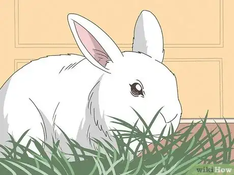 Immagine titolata Care for Rex Rabbits Step 11