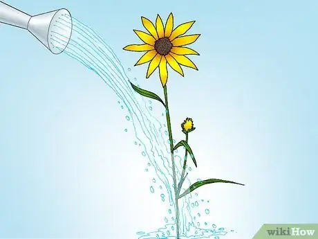 Immagine titolata Prune Sunflowers Step 9