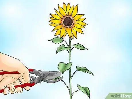 Immagine titolata Prune Sunflowers Step 1