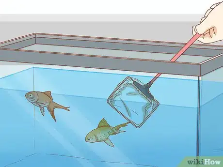 Immagine titolata Treat Fin Rot Step 1