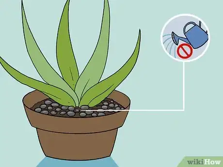 Immagine titolata Revive a Dying Aloe Vera Plant Step 6