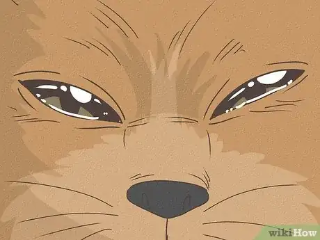 Immagine titolata Know Your Cat's Age Step 12