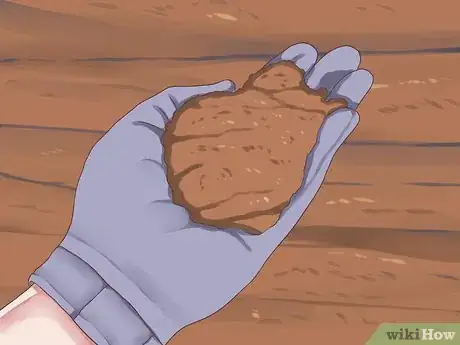 Immagine titolata Grow Avocados Step 3