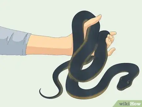 Immagine titolata Hold a Snake Step 12