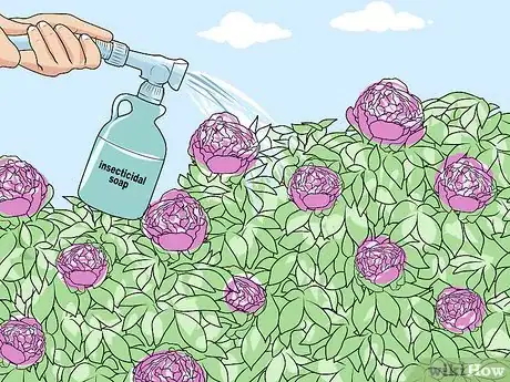Immagine titolata Keep Ants off Peonies Step 2