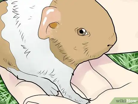 Immagine titolata Care for Baby Guinea Pigs Step 10