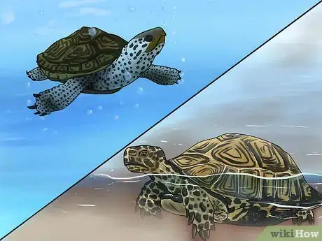 Immagine titolata Tell the Difference Between a Tortoise, Terrapin and Turtle Step 1