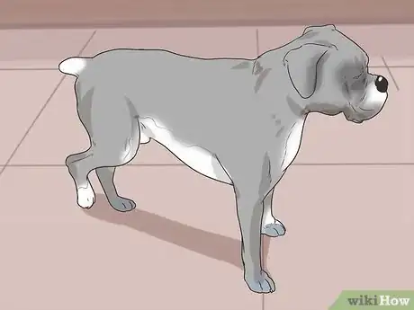 Immagine titolata Tell if a Dog Is in Pain Step 1