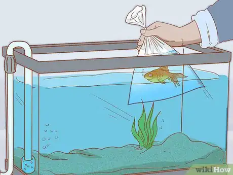 Immagine titolata Add Fish to a New Tank Step 10