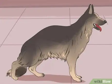 Immagine titolata Tell if a Dog Is in Pain Step 3