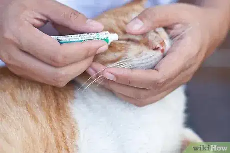 Immagine titolata Give Your Cat Eye Drops Step 3