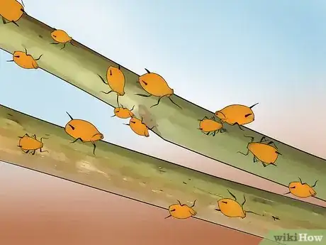 Immagine titolata Keep Aphids Away Using Eco Friendly Methods Step 1