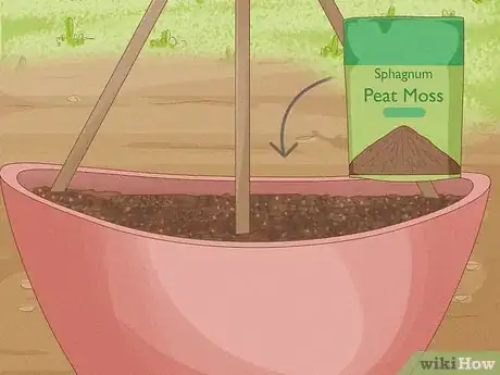 Immagine titolata Grow Cucumbers in Pots Step 14