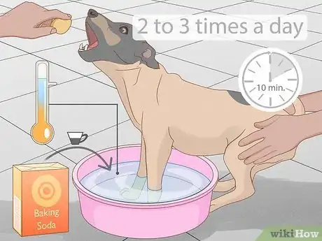 Immagine titolata Stop a Dog from Licking Its Paws with Home Remedies Step 6