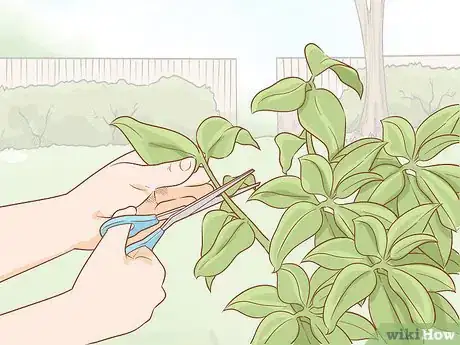 Immagine titolata Get Rid of Powdery Mildew on Plants Step 15