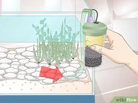 Immagine titolata Care for Salamanders Step 10