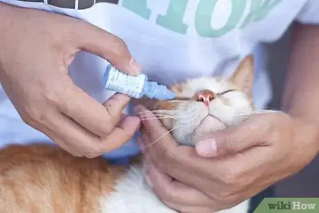 Immagine titolata Give Your Cat Eye Drops Step 4