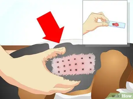 Immagine titolata Determine if Your Dog Has Food Allergies Step 11